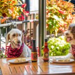 Pet friendly cafe dubai