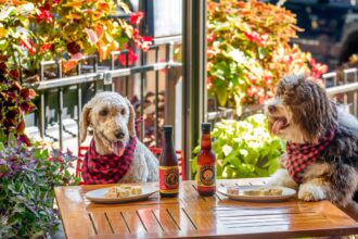 Pet friendly cafe dubai