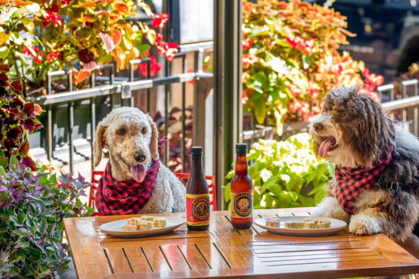 Pet friendly cafe dubai
