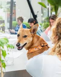 Pet friendly cafe dubai