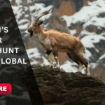 Pakistan’s Markhor Trophy Hunt Breaks Global Record