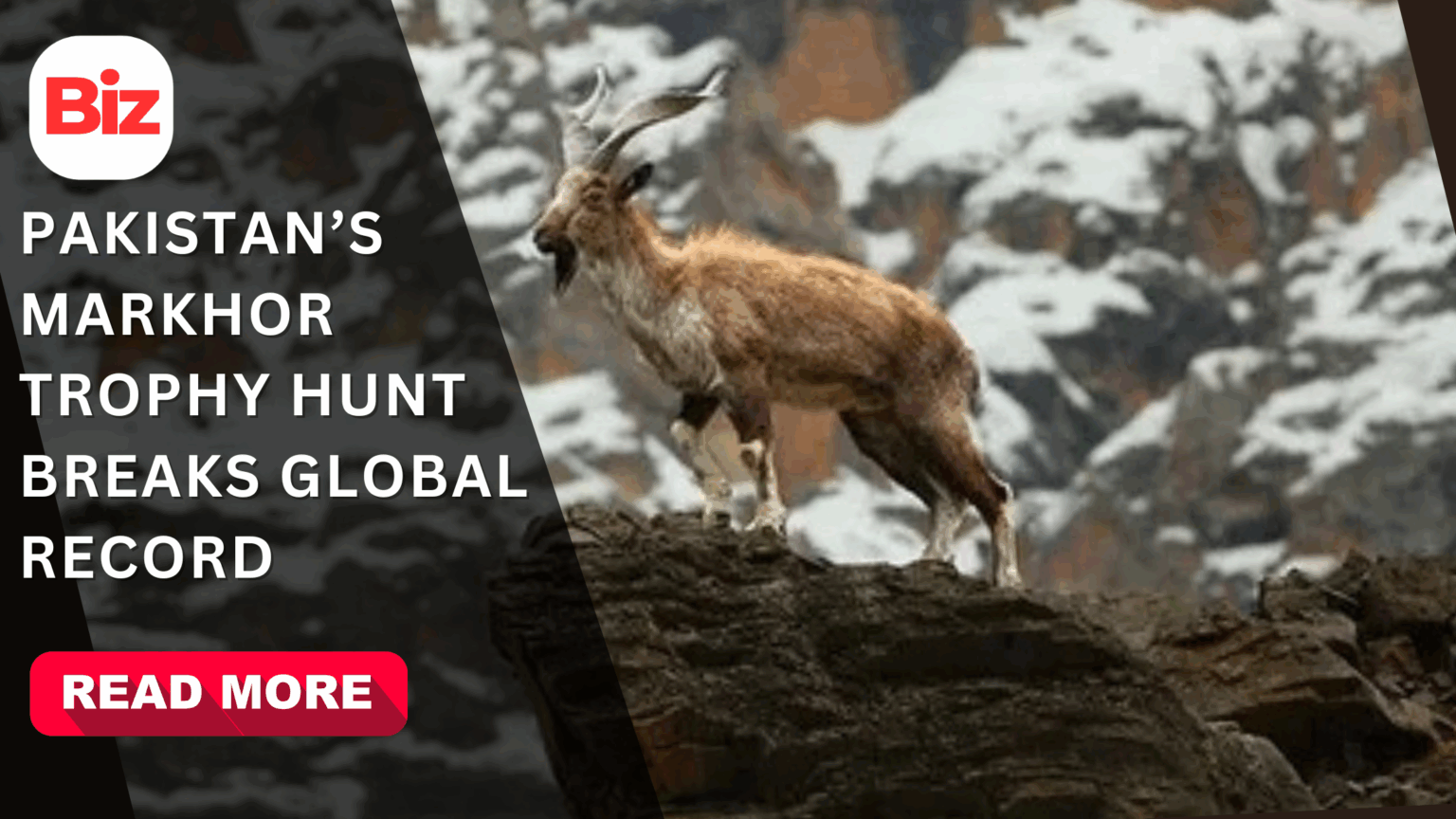 Pakistan’s Markhor Trophy Hunt Breaks Global Record